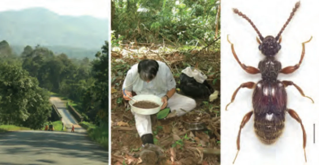 ミャンマー_採集