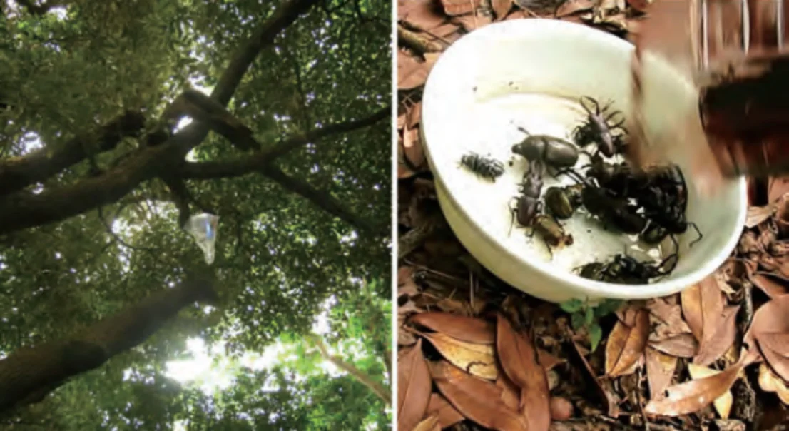 自然教育園_採集