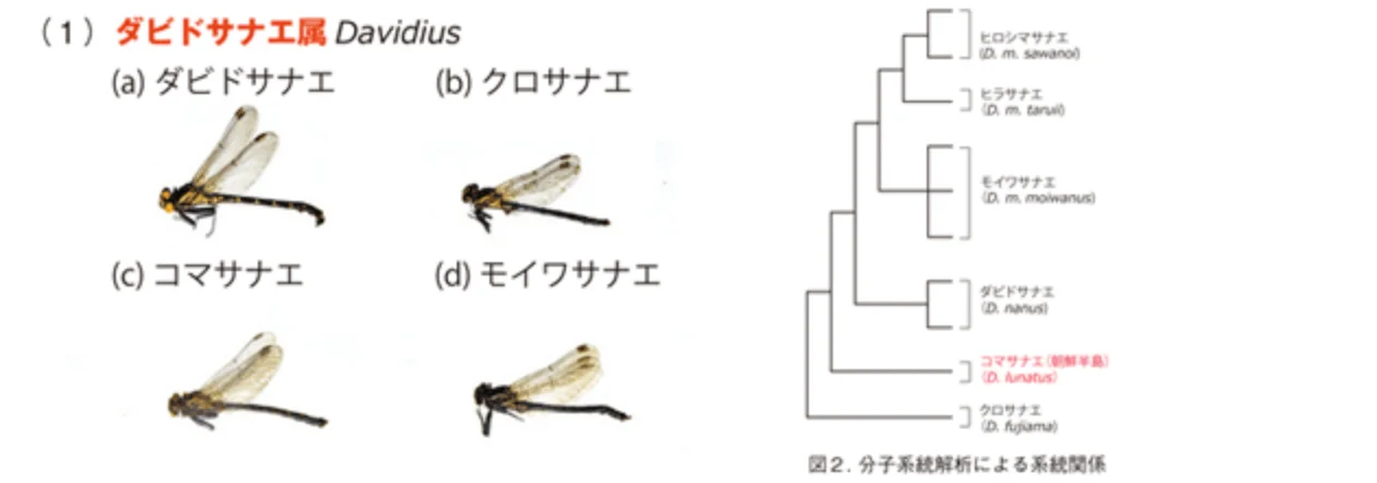 ダビドサナエ属