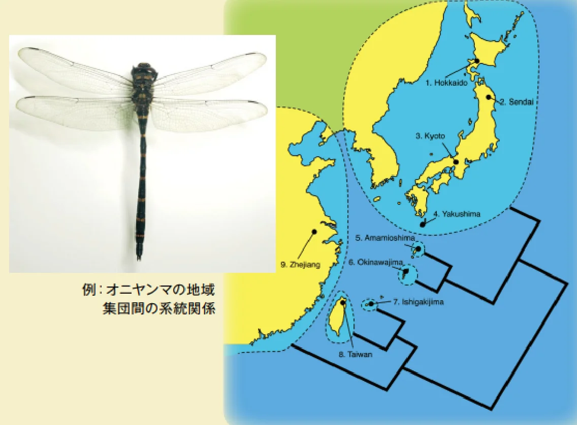 オニヤンマの地域集団間の系統関係