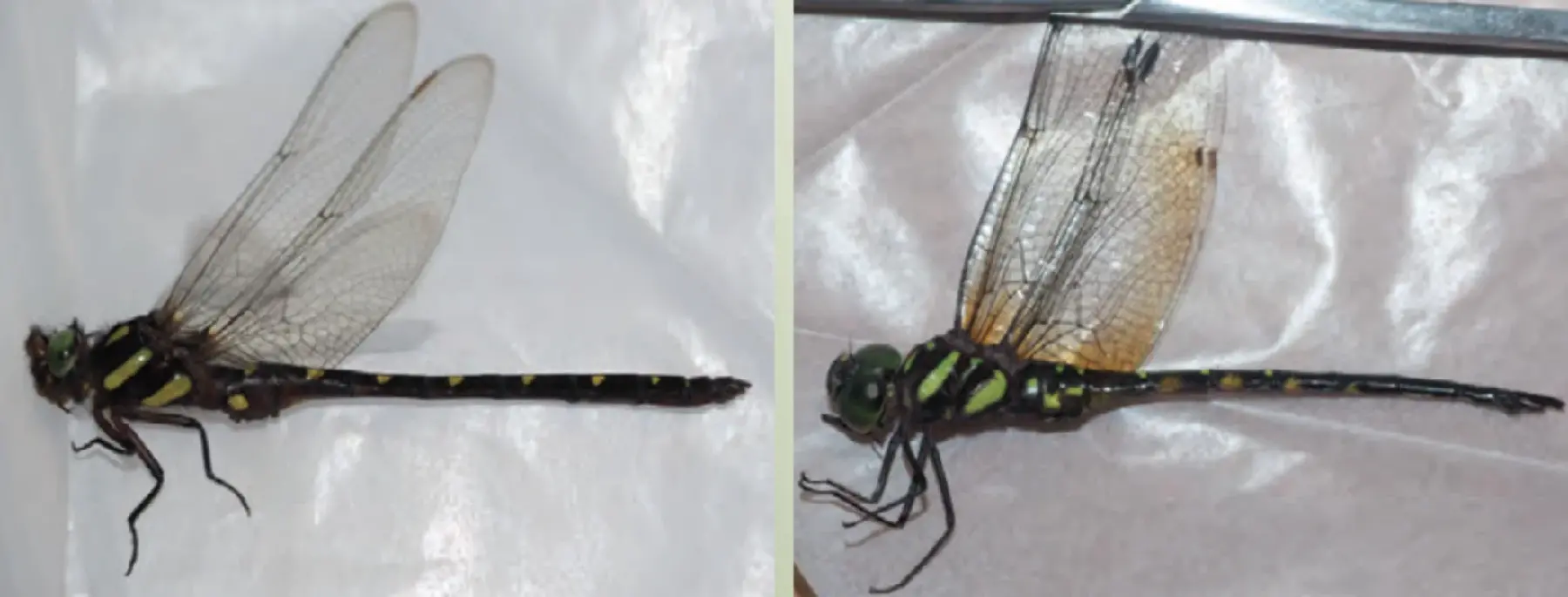 ミャンマーで採集したヤンマの一種