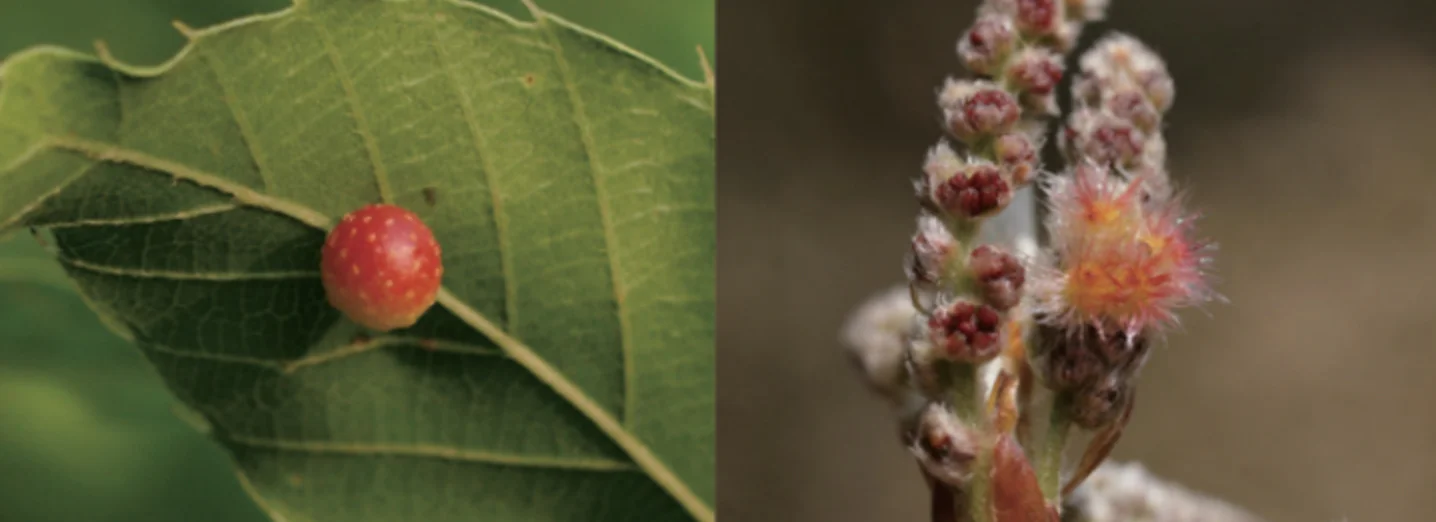 クヌギハマルタマフシとナラハナケタマフシ