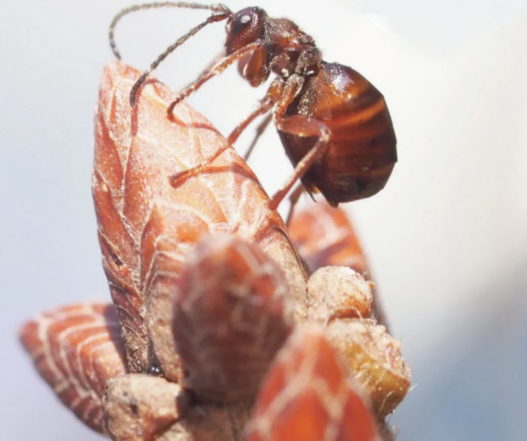 ナラ目リンゴタマバチ＿メス成虫