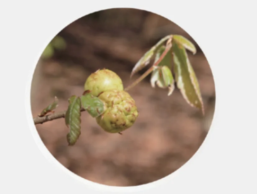 ナラメリンゴフシ