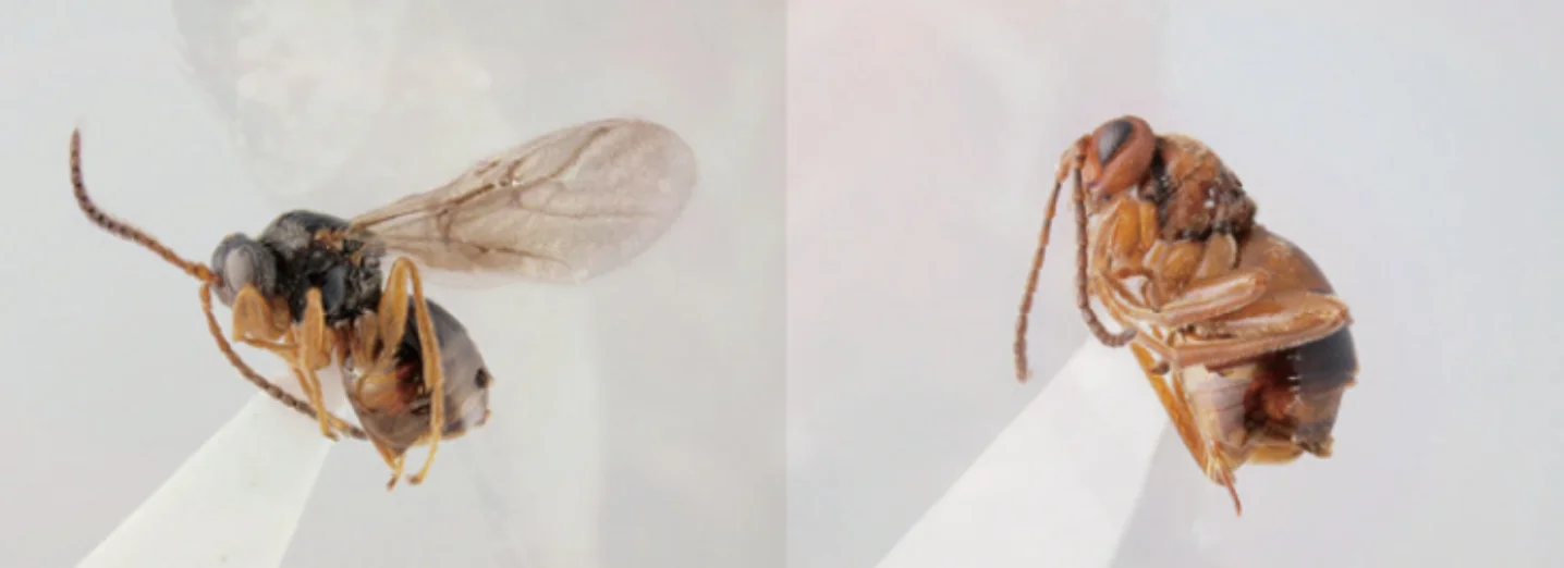 ナラメリンゴタマバチ