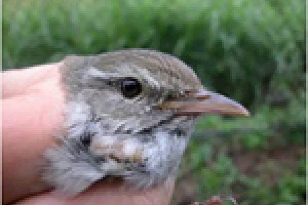 鳥の生態の「なぜ？」を探る | 国立科学博物館 National Museum of