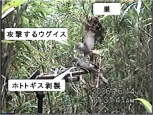 鳥の生態の「なぜ？」を探る | 国立科学博物館 National Museum of