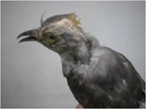 鳥の生態の「なぜ？」を探る | 国立科学博物館 National Museum of