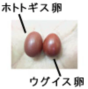 鳥の生態の「なぜ？」を探る | 国立科学博物館 National Museum of