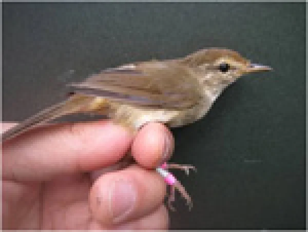 鳥の生態の「なぜ？」を探る | 国立科学博物館 National Museum of