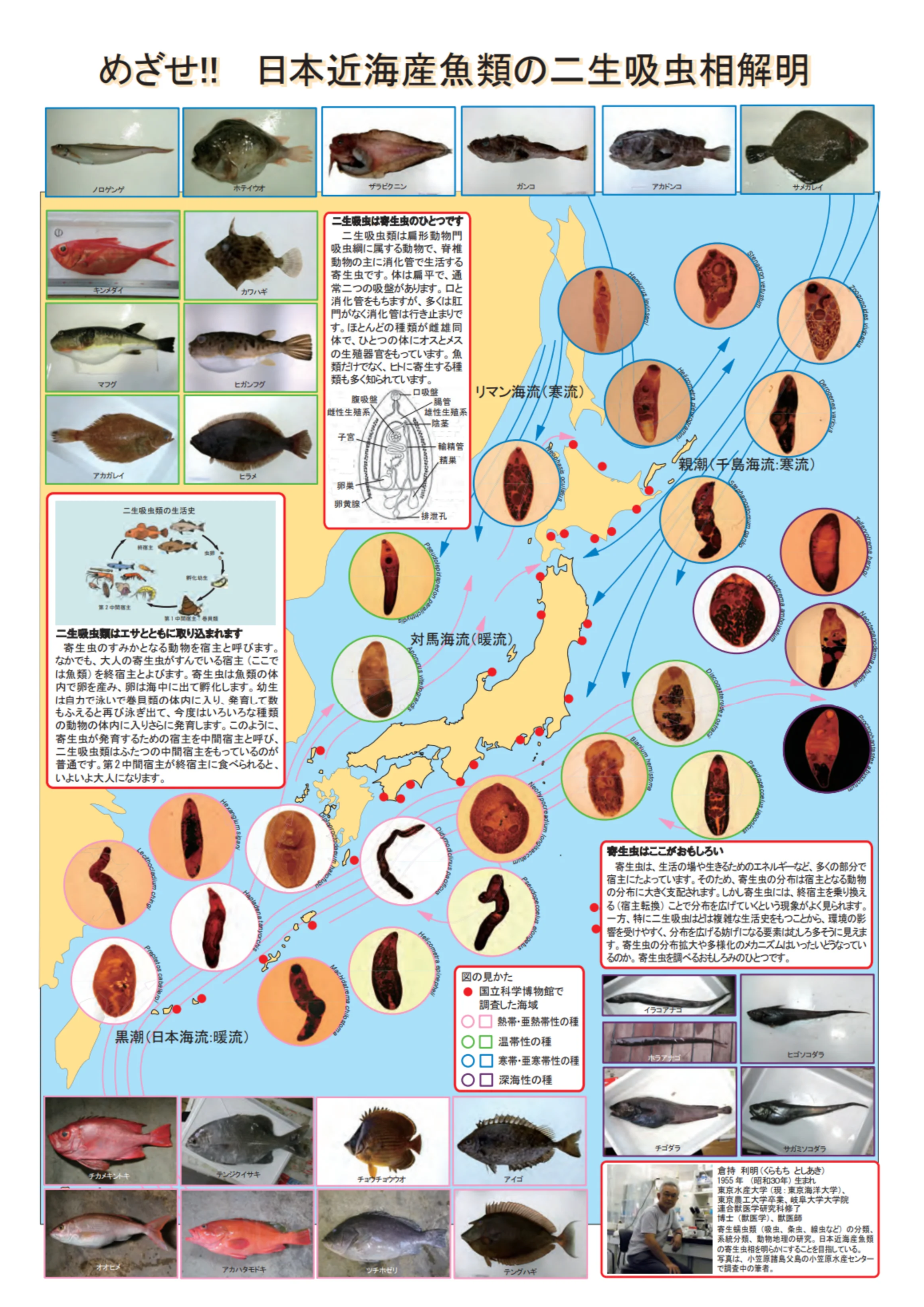 日本近海産魚類の二生吸虫_ポスター