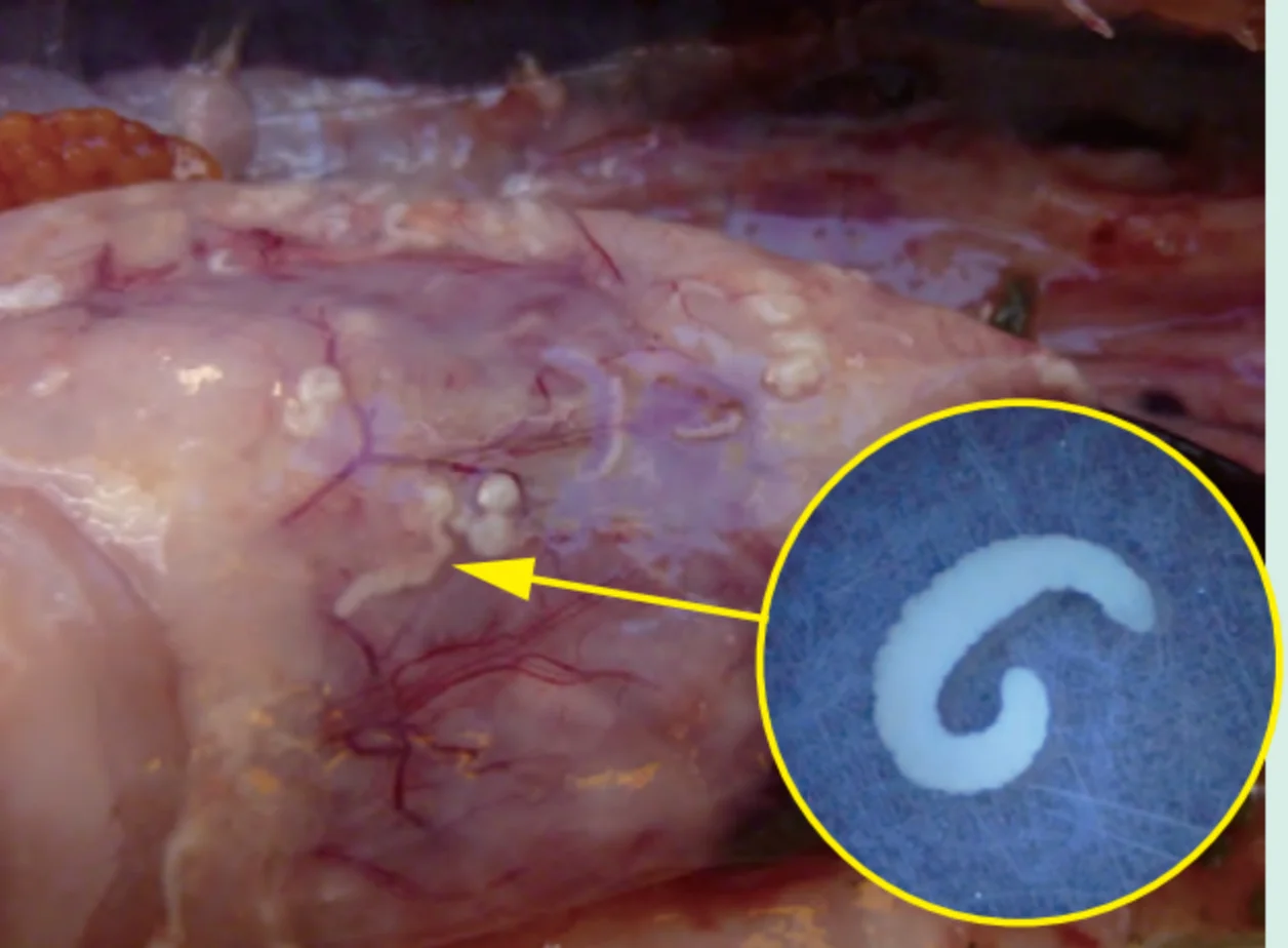 ニジマス_裂頭条虫