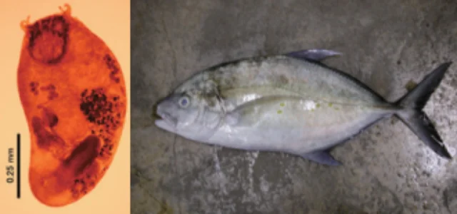 ナンヨウカイワリ