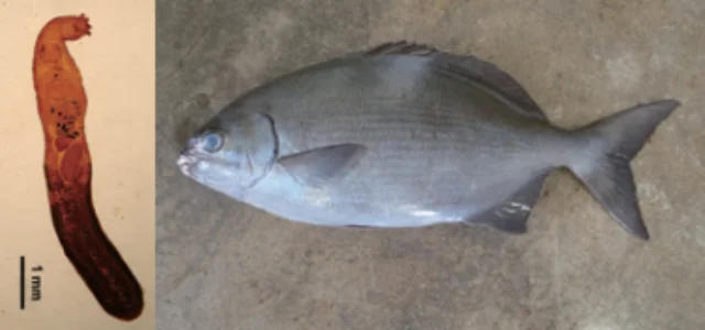 ミナミイスズミ