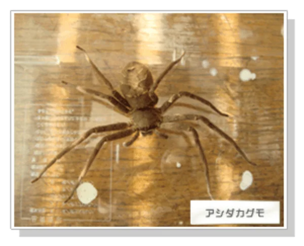 クモの世界_アシダカグモ