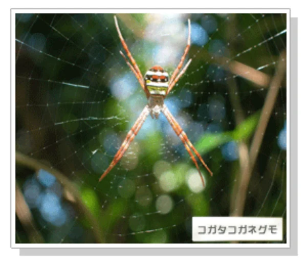 クモの世界_コガタコガネグモ