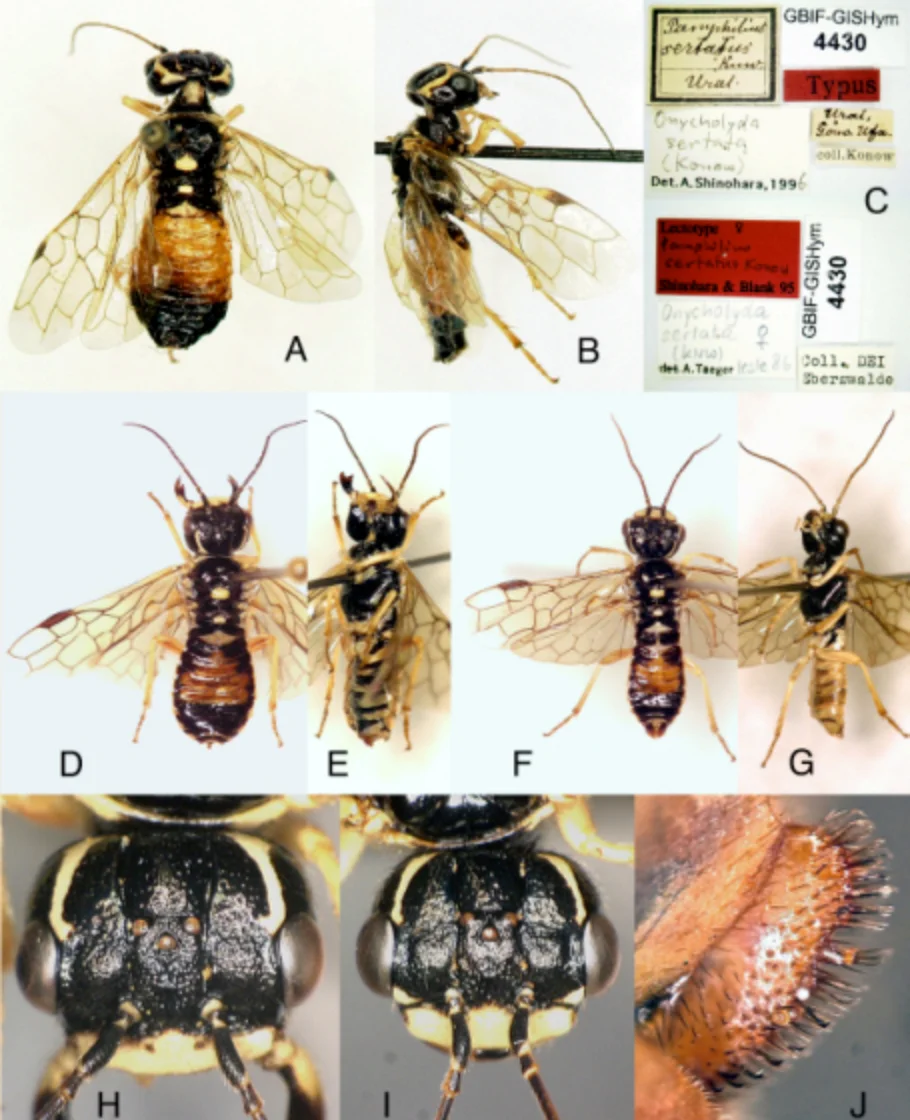 ロシア極東ヒラタハバチ