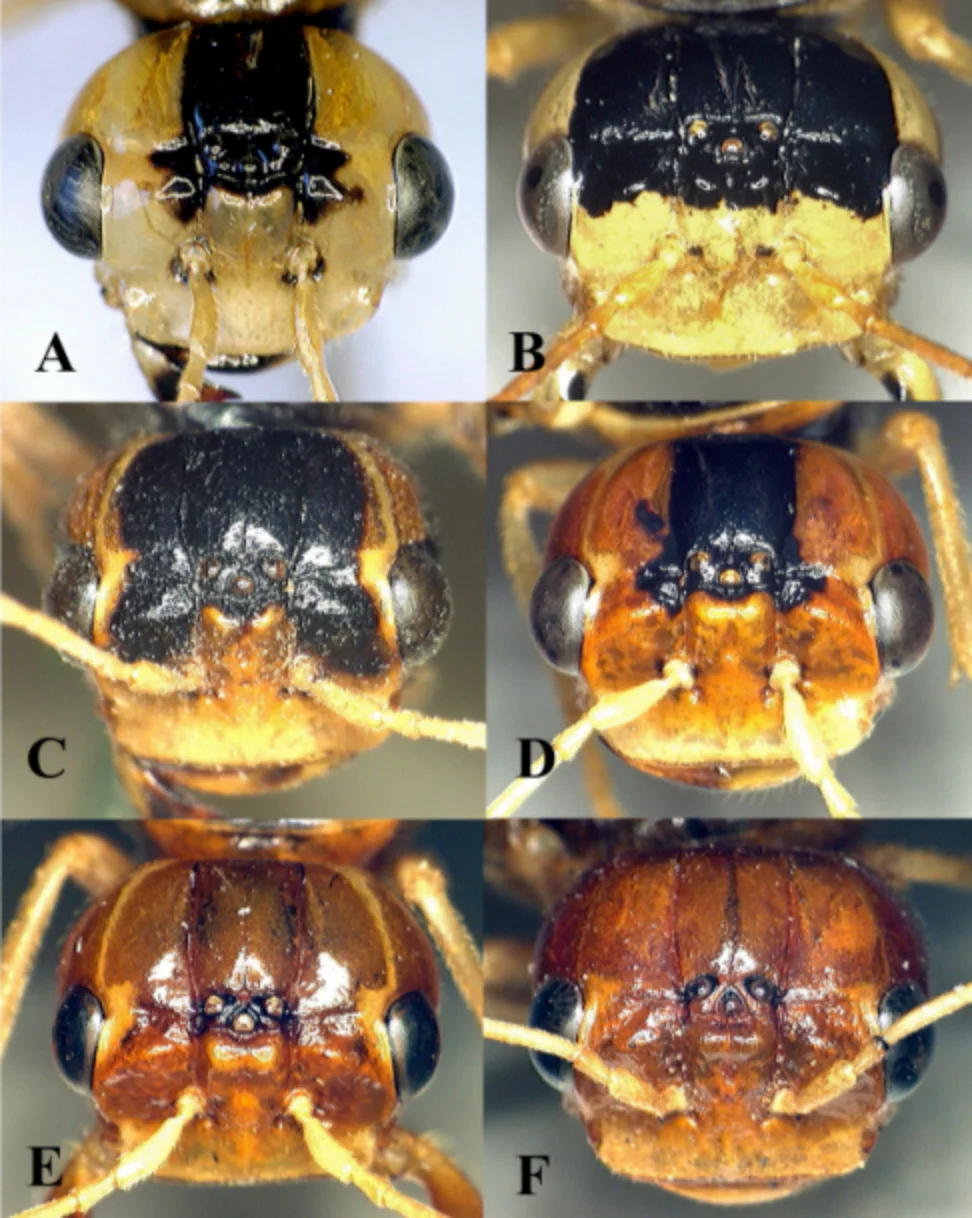 カエデヒラタハバチ種群３種の♀頭部