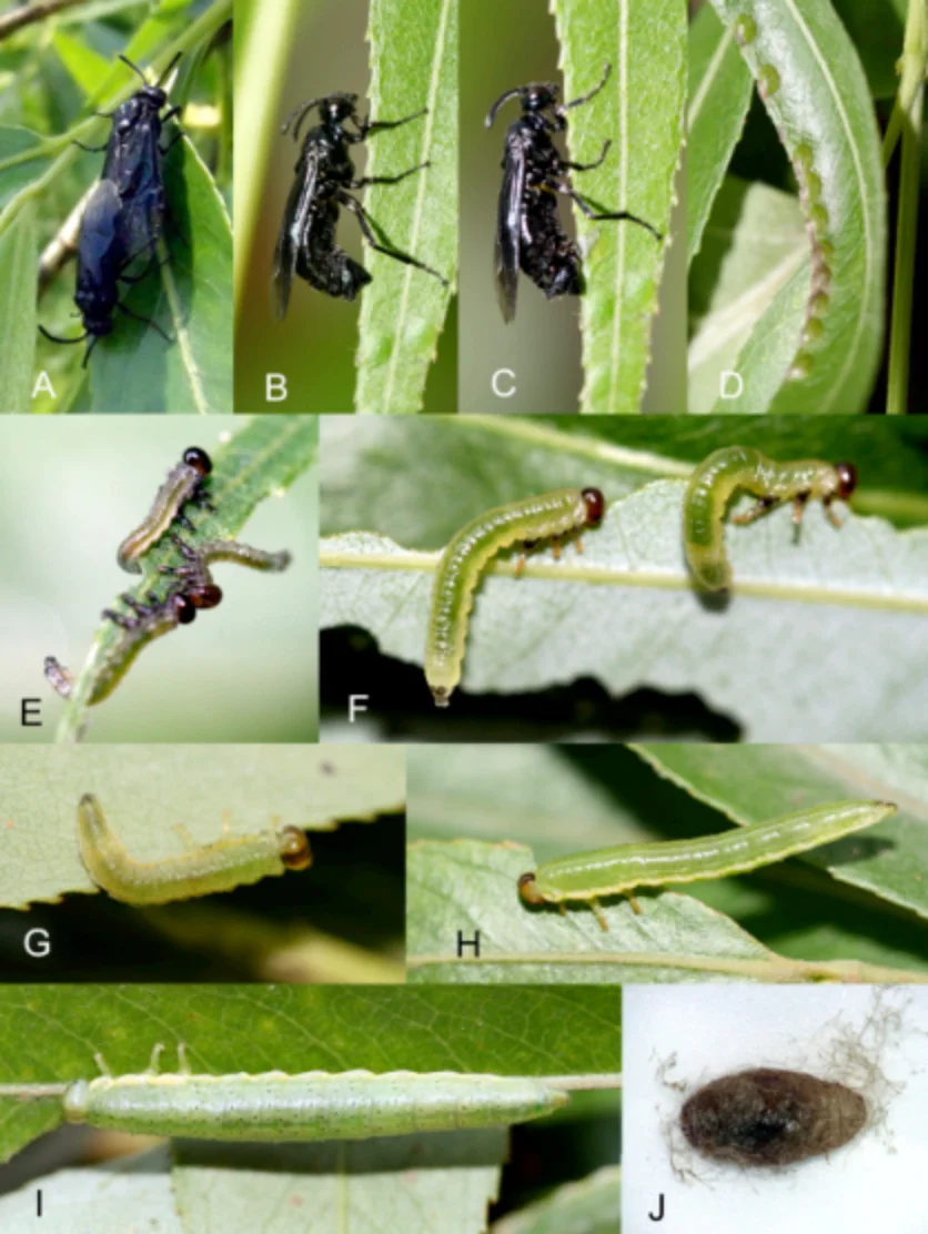 交尾～卵が繭になるまで