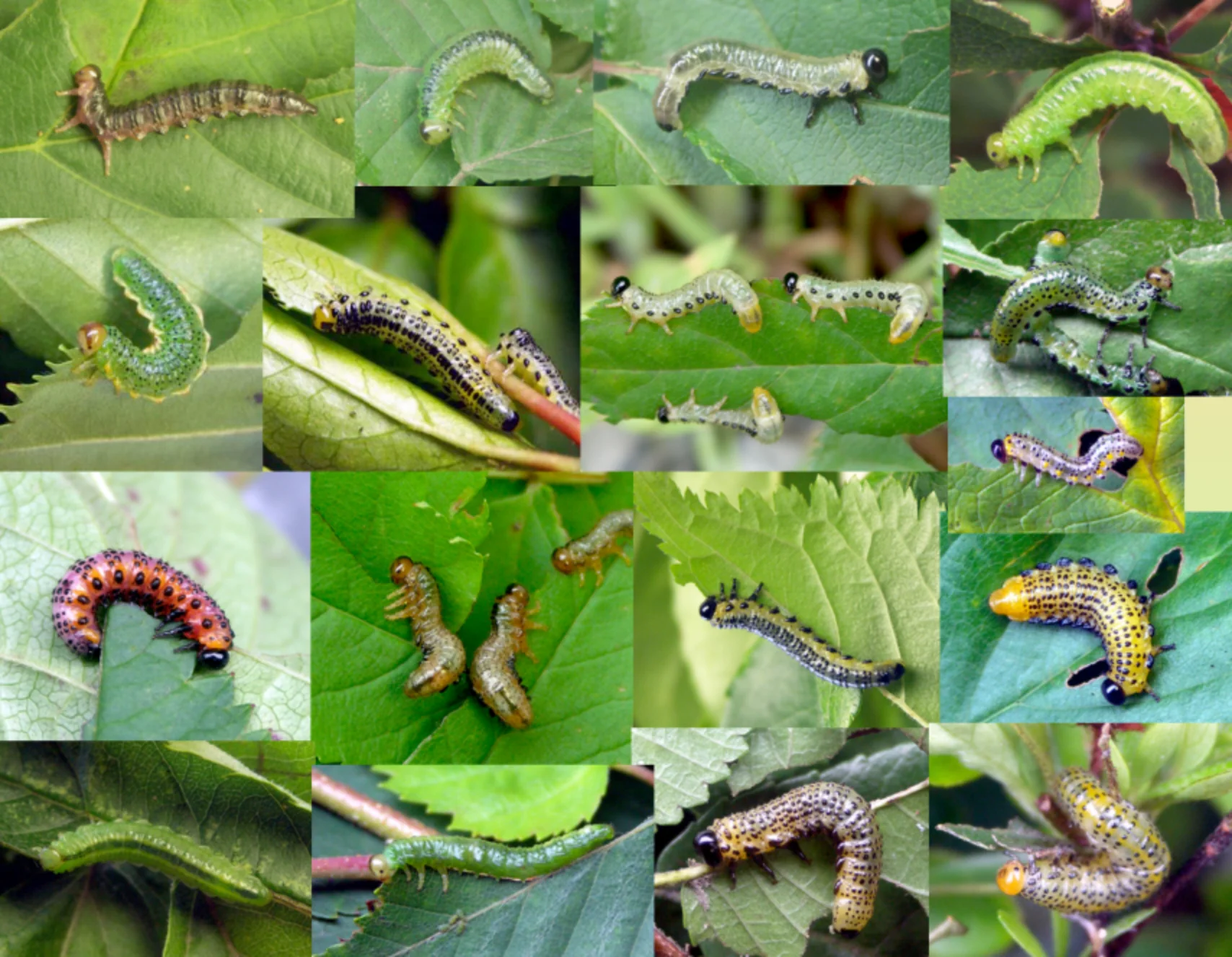 さまざまなチュウレンジハバチ類の幼虫