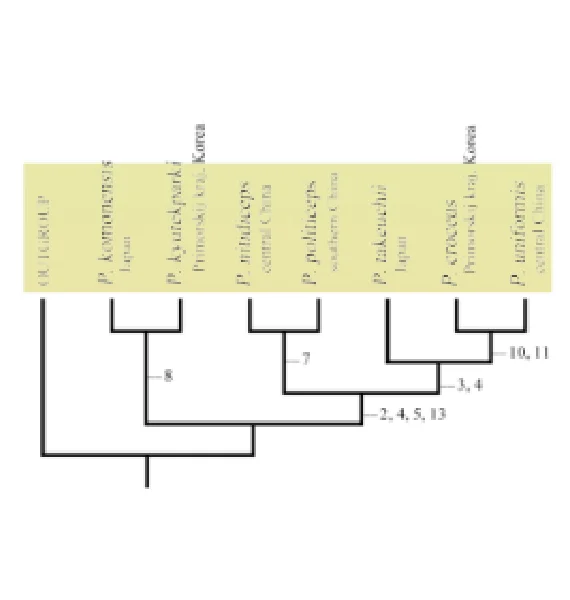 カエデヒラタハバチ種群７種の系統関係