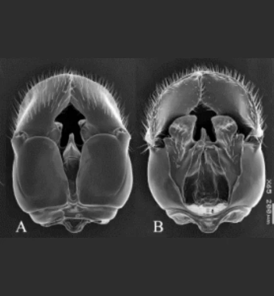 Pamphilius uniformis ShinoharaZhou