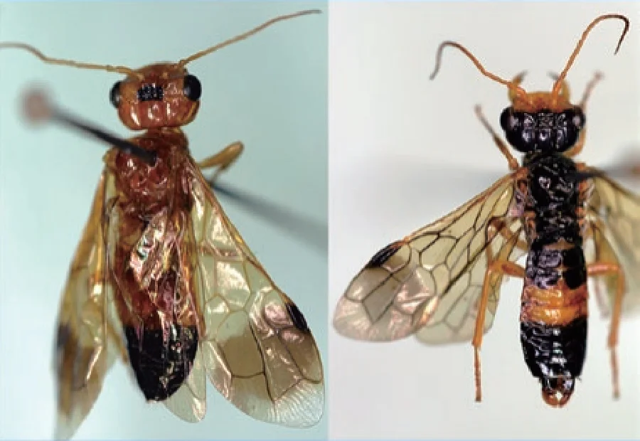 ヒラタハバチ_2012新種