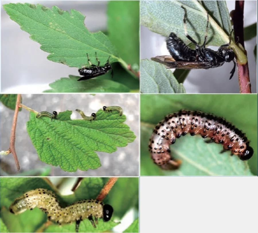 シモツケチュウレンジ