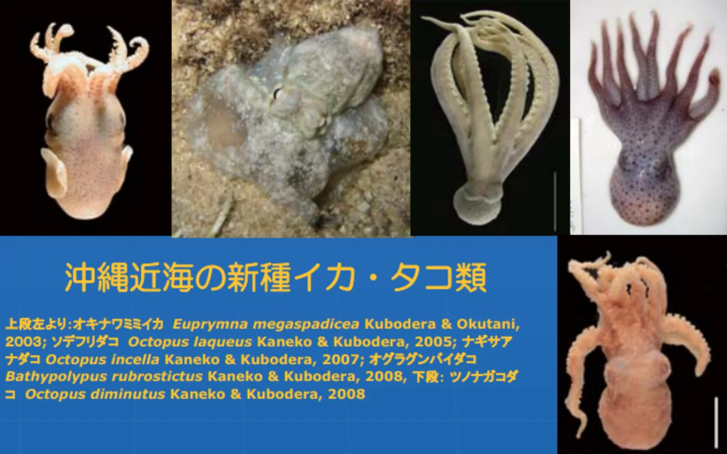 沖縄近海の新種イカ・タコ