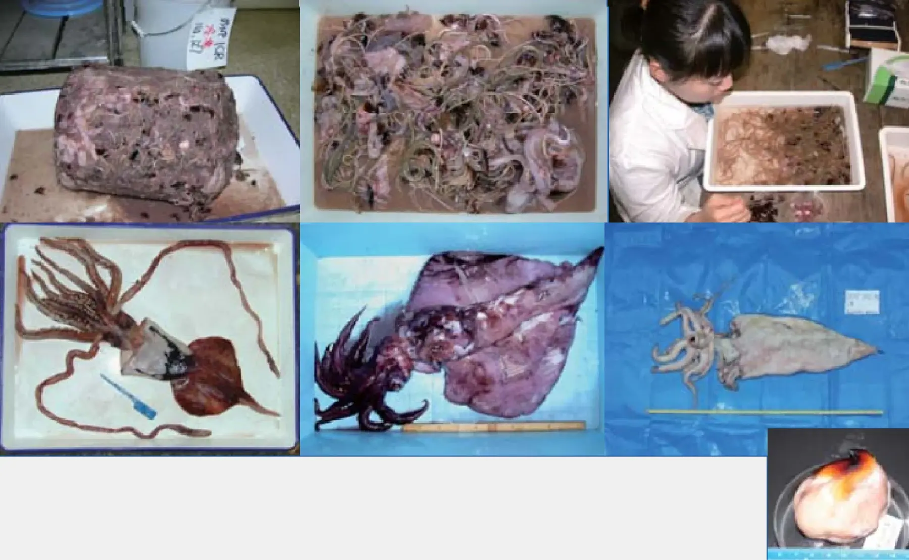 マッコウクジラ胃内容物のイカ類