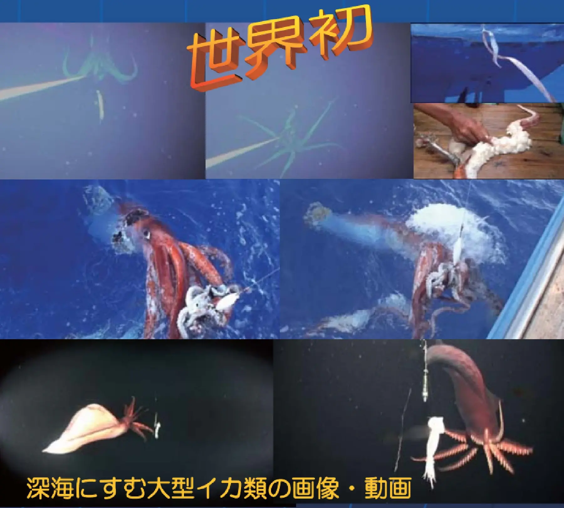 深海にすむ大型イカ類の画像・動画