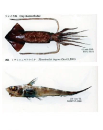 ダイオウイカの食事