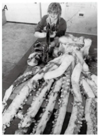 1998年 E.C.Forchの衝撃的論文より