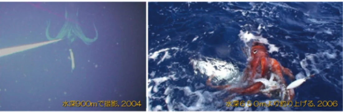 ダイオウイカ‗映像