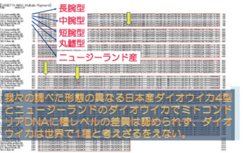 ミトコンドリア・DNA COI1276ｂｐ