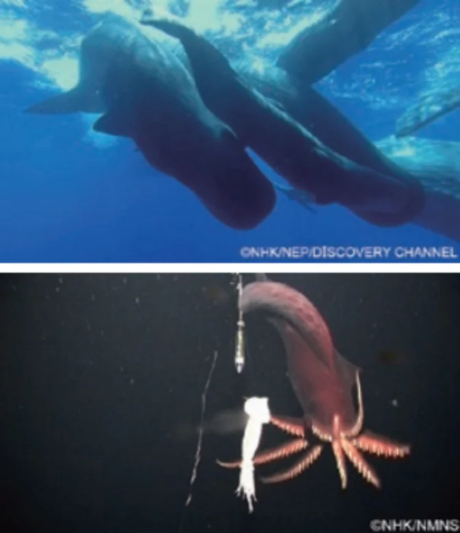 マッコウクジラとダイオウイカ