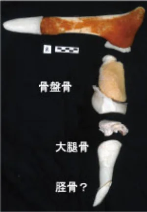 セミクジラの骨盤と後肢