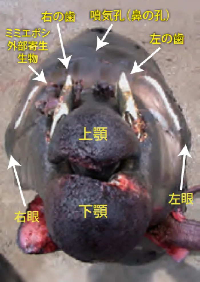 謎のクジラ、オウギハクジラ | 国立科学博物館 National Museum of