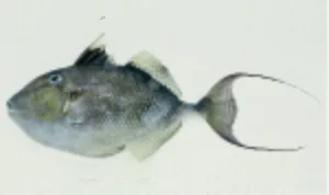 イトヒキオキハギ