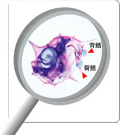 クサビフグの稚魚の透明染色体