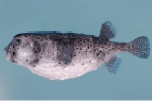 ハリセンボン科