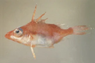 べにカワムキ科