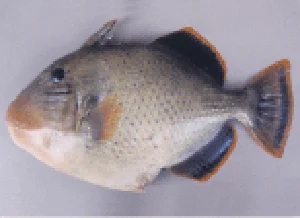 モンガラカワハギ科