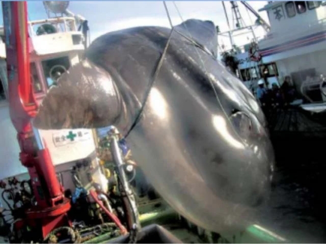 定置網で捕獲されたマンボウ