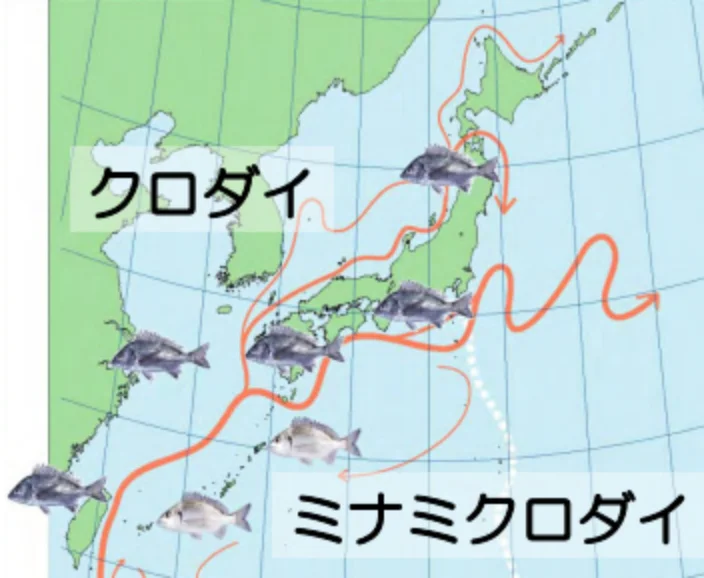 クロダイ_分布