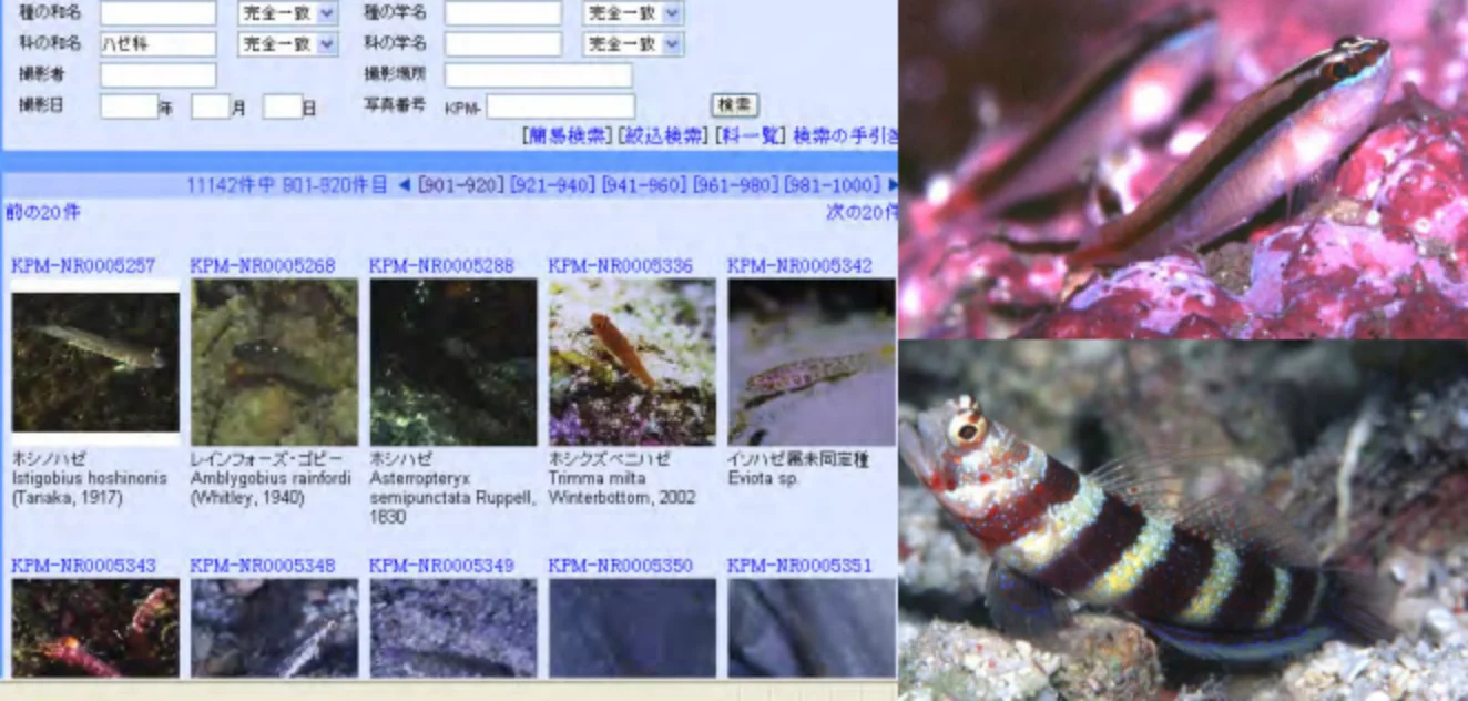 魚類写真資料データベース