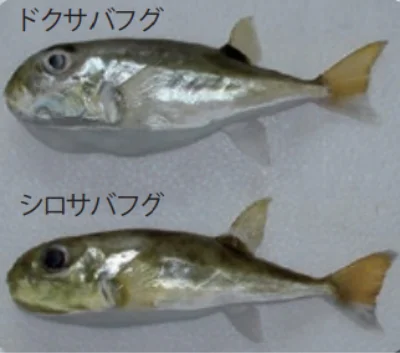 ドクサバフグとシロサバフグ