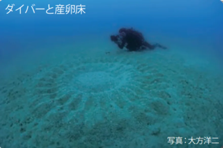 ダイバーと産卵床