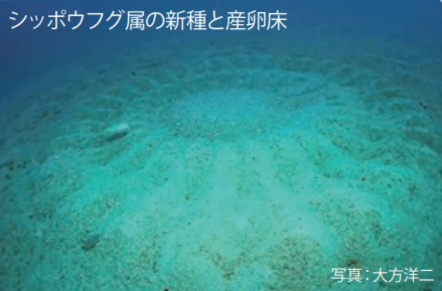 シッポウフグ属の新種と産卵床