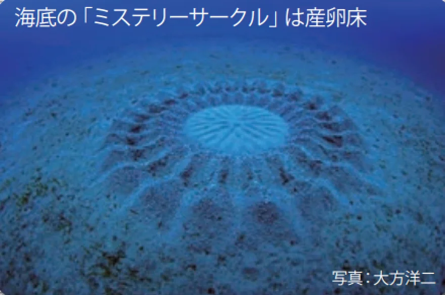 深海のミステリーサークル